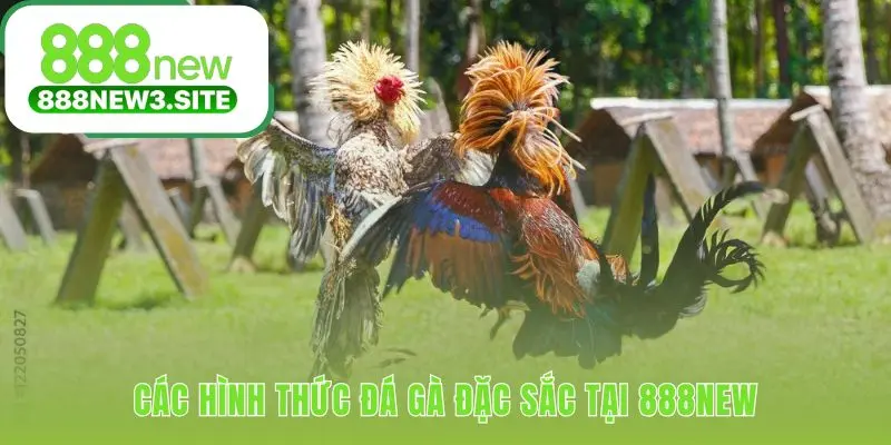 Sự đa dạng làm nên sức hấp dẫn với các trận đấu đỉnh cao