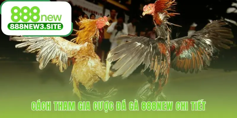 Hướng dẫn tham gia cược đá gà 888NEW qua 5 bước đơn giản