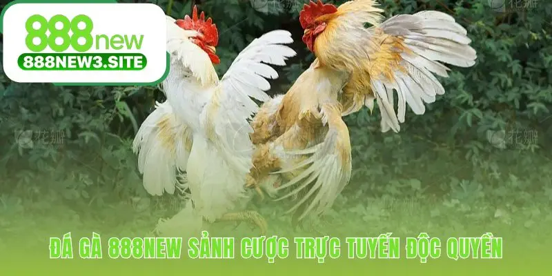 Sảnh cược đá gà 888NEW tích hợp xem và cược liền mạch