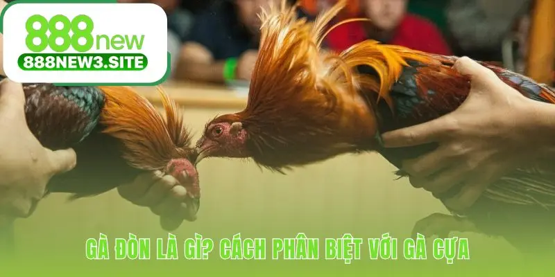 Phân biệt đá gà đòn qua cựa tự nhiên và lối đá sức bền