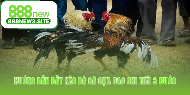 Bắt kèo đá gà cựa dao đơn giản chỉ trong vài phút