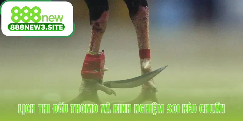 Theo dõi video HD và bắt kèo đá gà cựa dao ngay hôm nay