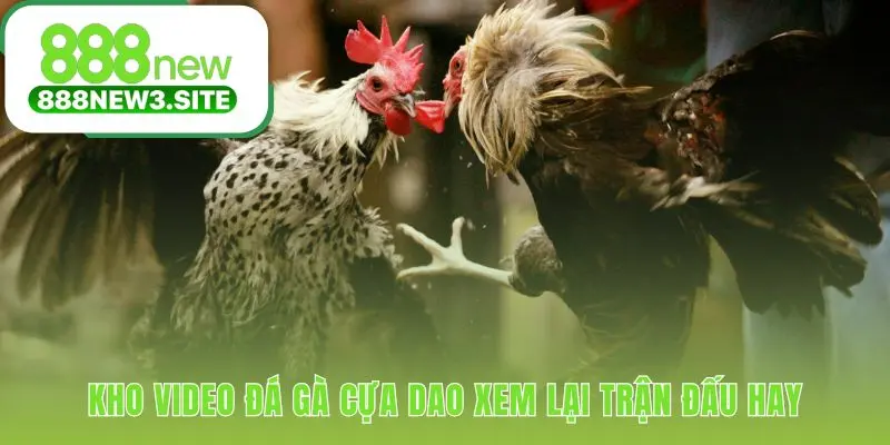 Kho video đá gà cựa dao lưu trữ mọi trận đấu hay đã diễn ra