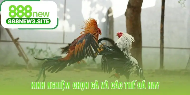 Tuyển chọn gà chiến dựa trên tiêu chí đầu mình chân và vảy