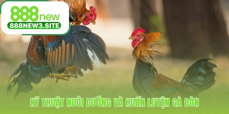 Huấn luyện đá gà đòn kết hợp dinh dưỡng vần hơi và om bóp