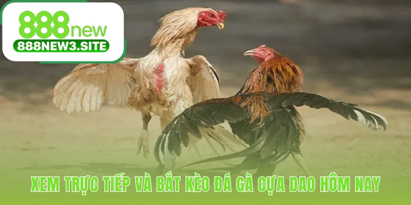 Kinh nghiệm soi kèo dựa trên thần thái và vảy chân gà