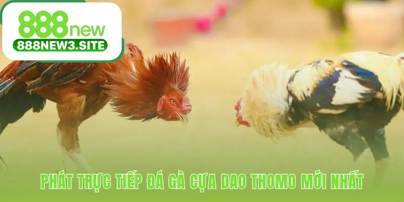 Xem đá gà cựa dao trực tiếp từ đấu trường Thomo danh tiếng